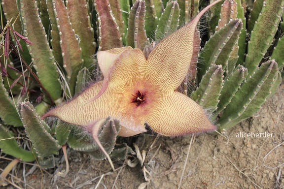 Aasblume (Stapelia gigantea)